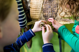 Kinderen voelen aan een van de opgezette dieren in het museum