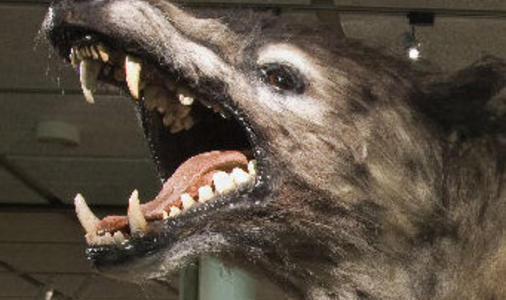 Een close up van de kop van een wolf die zijn bek open heeft. Hierin zijn zijn scherpe tanden en grote tong goed zichtbaar.