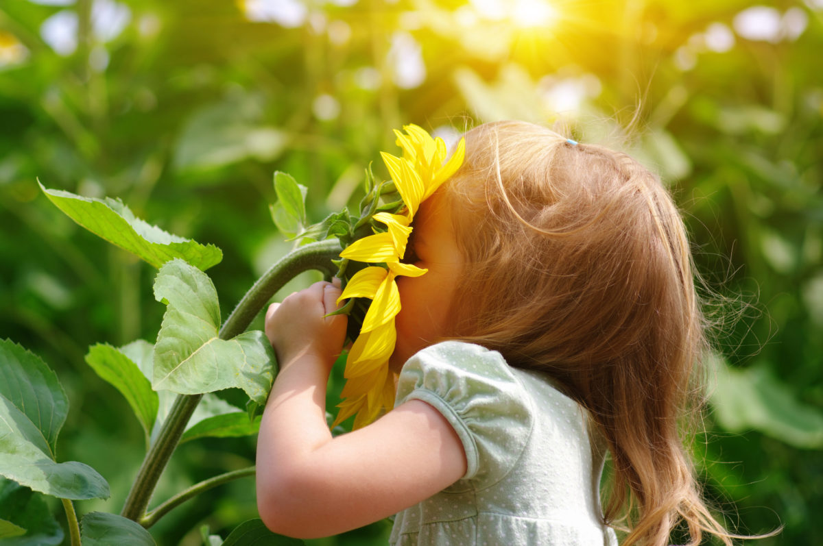 Een klein meisje trekt met haar kleine handjes een zonnebloem naar haar toe en steekt haar gezicht er helemaal in om er aan te kunnen ruiken.