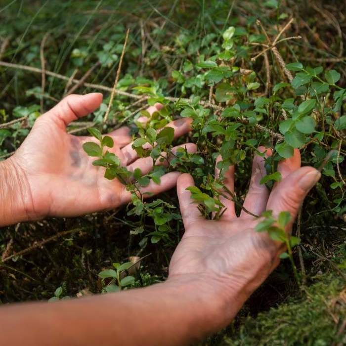 twee open handen, met de palmen naar boven, voelen aan een groen plant met kleine blaadjes.