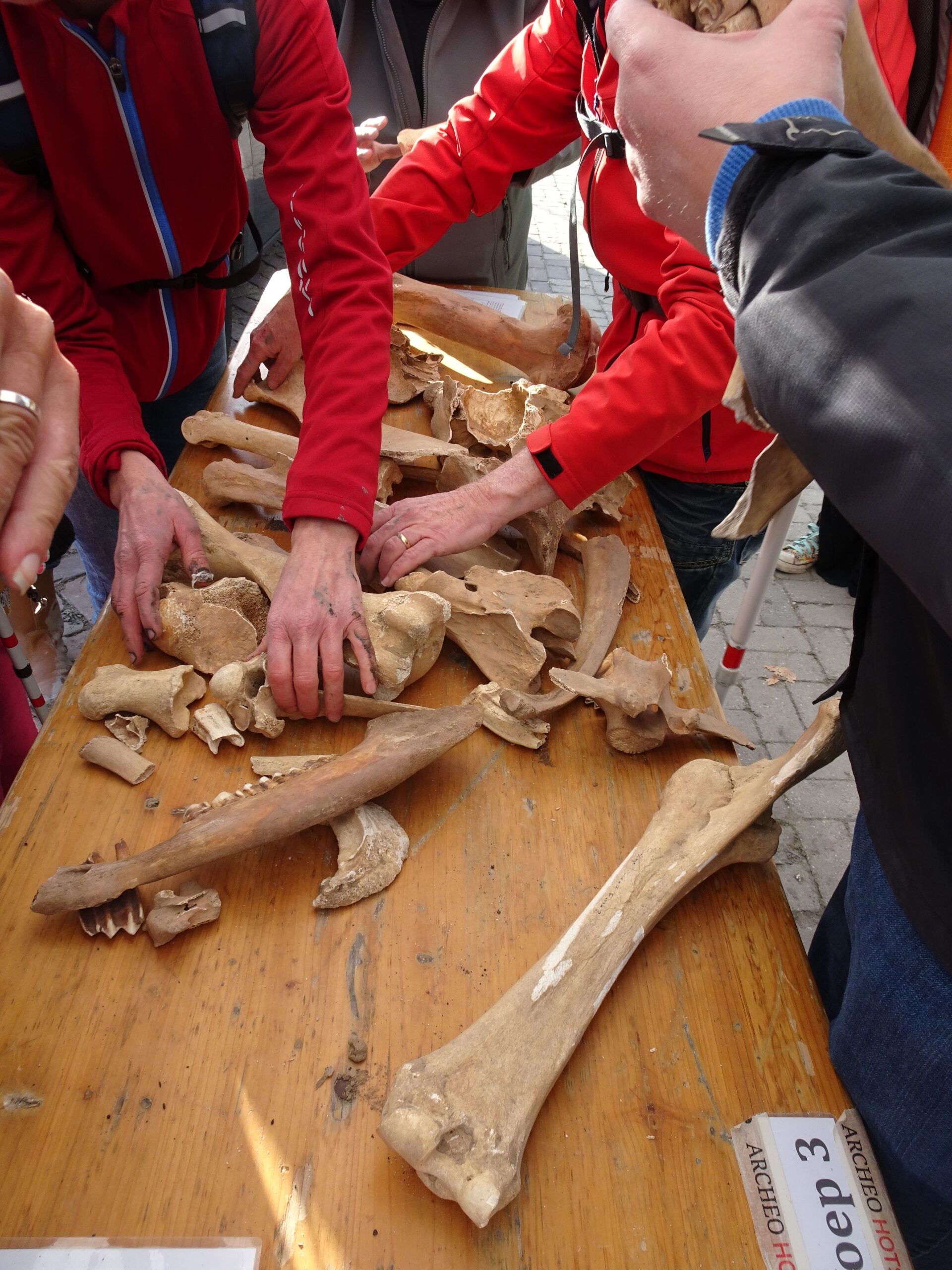 Een tafel vol met botten van een koe die door de deelnemers worden ontdekt met de handen.